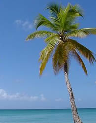 Palm tree on a beach against a blue sky